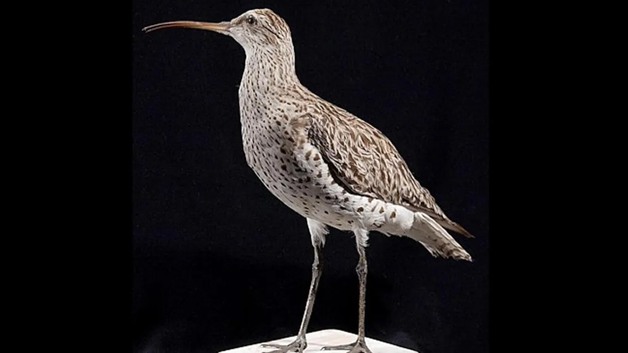 birkac yil once aramizda dolasiyorlardi artik yoklar mVlYfzbG.jpg