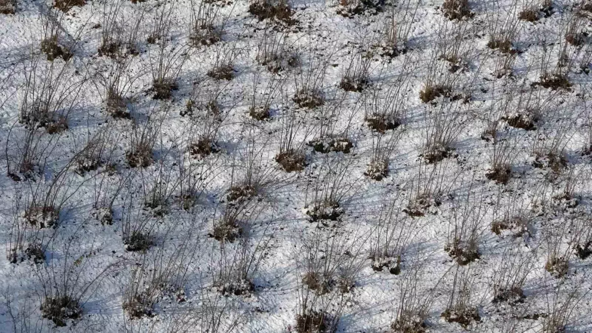 Kar Yağışı Tarım İçin Faydalı