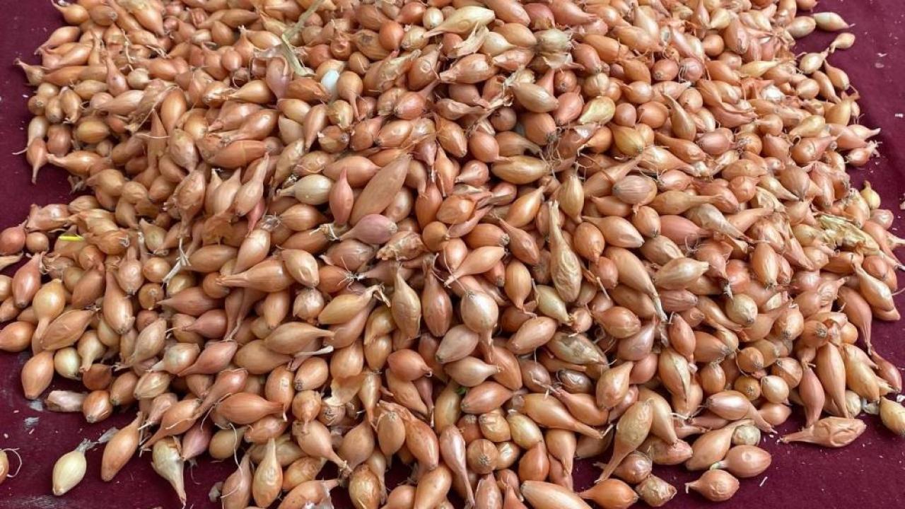 Soğan üreticilerine ‘Dikim zamanı’ uyarısı